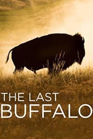 The Last Buffalo's poster