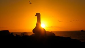 Gannets: The Wrong Side of the Run's poster