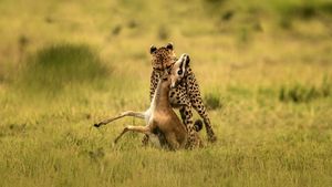 The Way of the Cheetah's poster