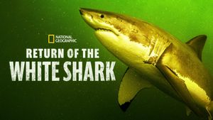 Return of the White Shark's poster