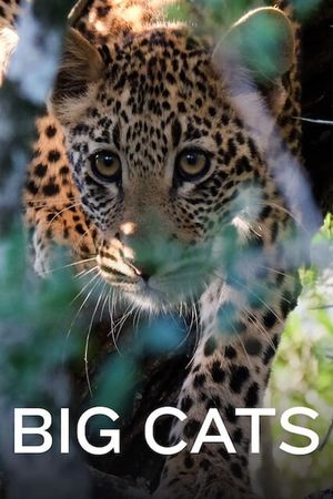Big Cats's poster