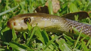 Snake Island: Wild & Deadly's poster