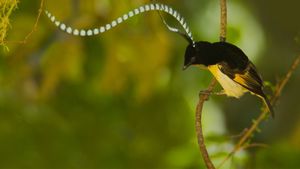 Winged Seduction: Birds of Paradise's poster