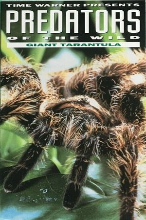 Predators of the Wild: Giant Tarantula's poster