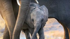 Elephant's poster