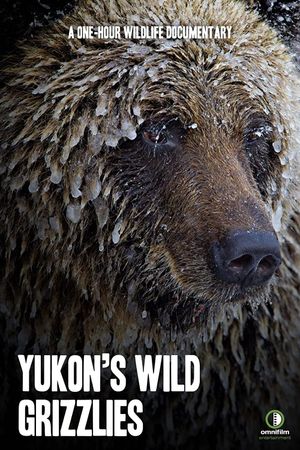 Yukon's Wild Grizzlies's poster