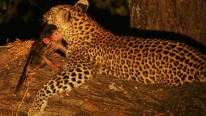 Eye of the Leopard's poster