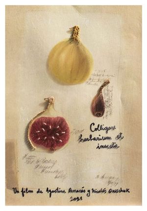 Colligare herbarium et insecta's poster
