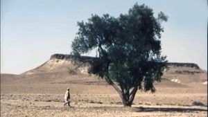 The Olive tree of Boul'hivet's poster