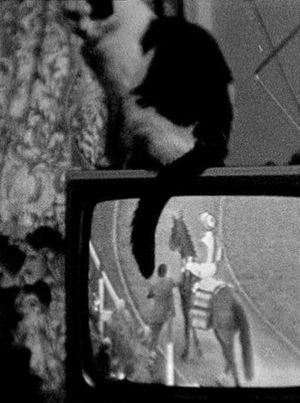 Cat on TV's poster image