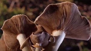 Fantastic Fungi's poster