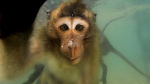 Les singes qui voulaient voir la mer's poster
