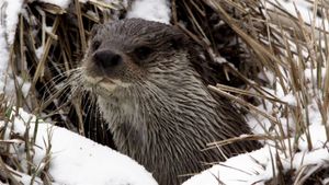 Seasons of the Otter's poster