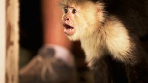 Flying Monkeys's poster