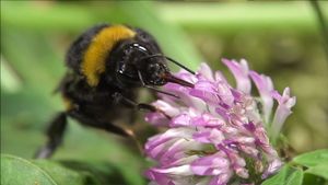 Hummeln - Bienen im Pelz's poster