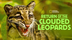 Return of the Clouded Leopards's poster