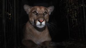 The Mountain Lion and Me's poster