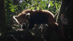 Red Panda: World's Cutest Animal's poster