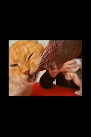Voracious Cats's poster
