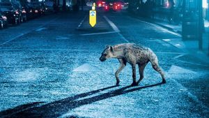 Hyena's poster