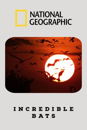Incredible Bats's poster