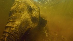 Into the Okavango's poster