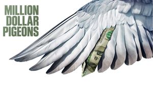 Million Dollar Pigeons's poster