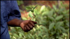 Taking Root: The Vision of Wangari Maathai's poster