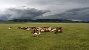 The Bounty Hunter of Mongolia's poster