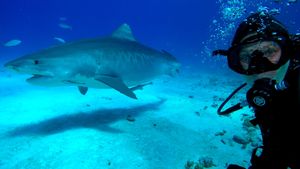 Most Wanted Sharks's poster