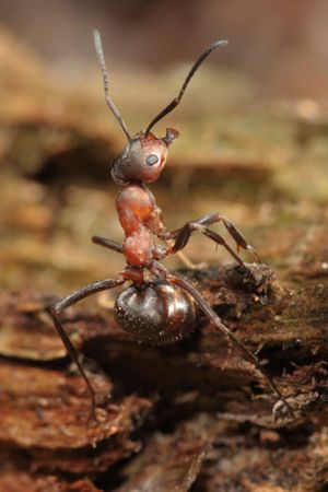 Fabulous Insects - Ants's poster