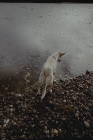 The Departing Images's poster