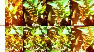 Jardines's poster