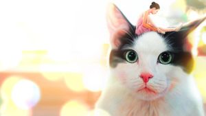 Hello, My Cat's poster