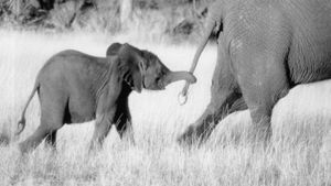 Whispers: An Elephant's Tale's poster