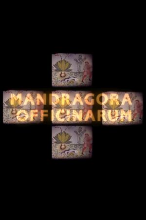 Mandragora officinarum's poster