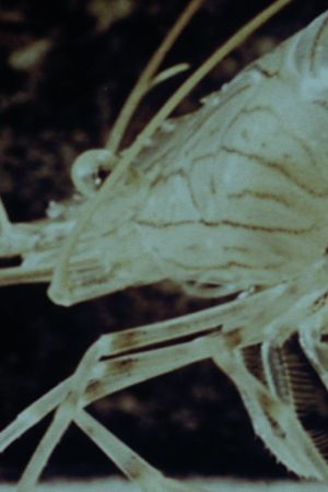 Shrimp Stories's poster
