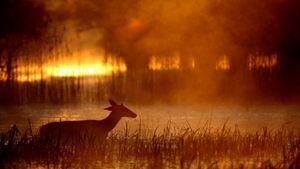 Wild Hungary - A Water Wonderland's poster