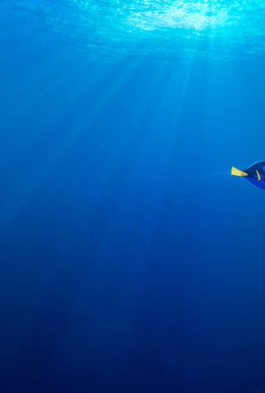 Finding Dory's poster