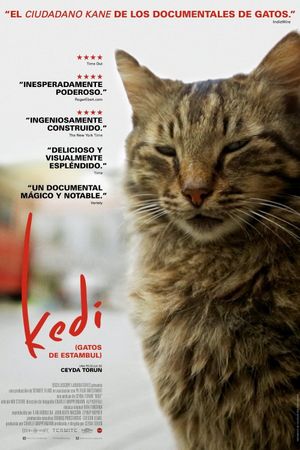 Kedi's poster