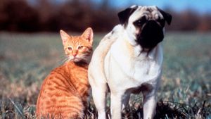 The Adventures of Milo and Otis's poster