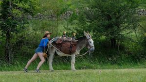 My Donkey, My Lover & I's poster