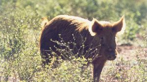 Pig Hunt's poster