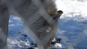 The First Canines's poster