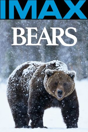 Bears's poster