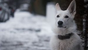 Snow Puppy's poster