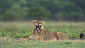 The Last Lioness: Birth of a Pride's poster