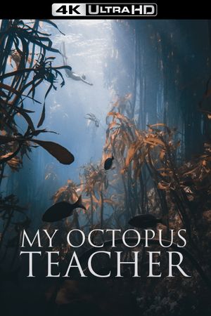 My Octopus Teacher's poster