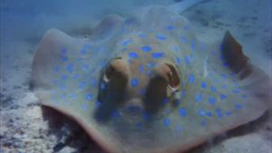 Sea Creatures's poster