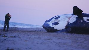 Last of the Right Whales's poster